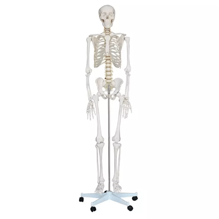 Human Skeleton
